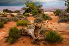 Green ephedra and Utah juniper, Grand View Point Trail, Canyonlands National Park, Utah, USA. Art Print